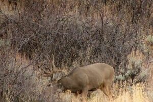 Keith Utah Mule Deer
