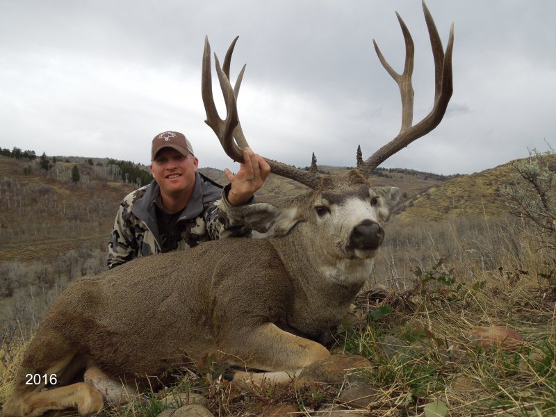 Trophy Mule Deer hunt Utah or Colorado 