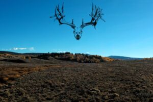 Louis harvests huge “Lightning” buck